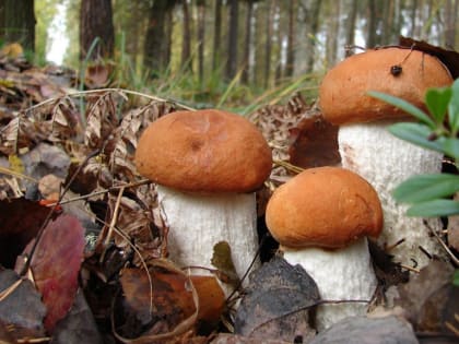 День дождливый ‒ год грибной: погода 21 мая в Новосибирской области