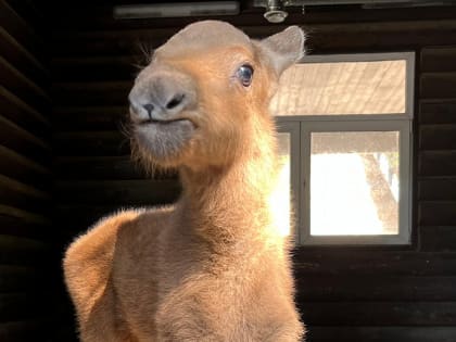 Прибившегося к стаду коров лосёнка забрал Новосибирский зоопарк