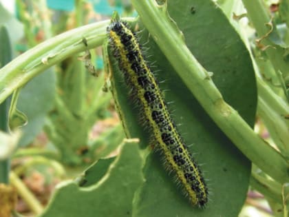 Покой  нам  только снится