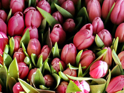 Мэр Кудрявцев поздравляет сибирячек с Международным женским днём