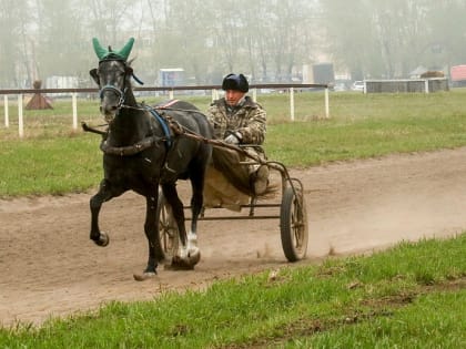 Беговой сезон на Новосибирском ипподроме откроет сотня лошадей