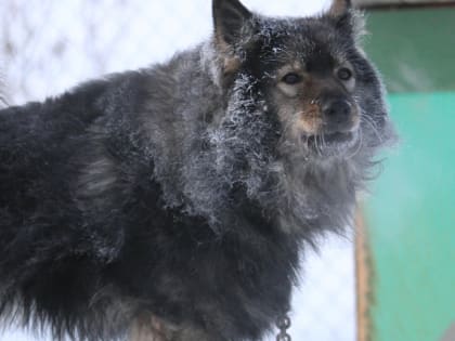 Полмиллиона взыскали с&nbsp;хозяев злой собаки под Новосибирском