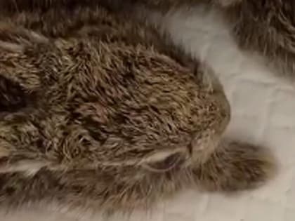 Детёнышей пострадавшей от собак зайчихи спасают в Новосибирске