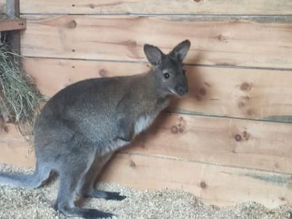 Кто в сумке живёт: в зоопарке на Затулинке родился кенгурёнок