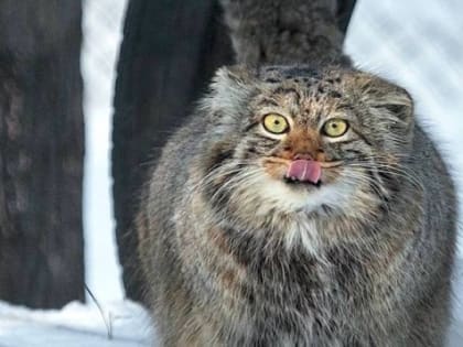 Погода в Новосибирске 17 марта: природные качели весны