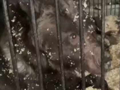 Новосибирские зоозащитники вступились за обездоленных цирковых медведей