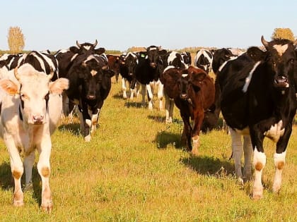 Инновации в сельском хозяйстве: Как Сибирь решает проблемы агропрома