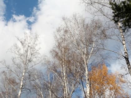 Погода в Новосибирске 19 апреля: весеннее солнце согреет город