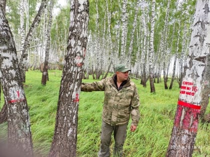 Подготовлен детальный (пообъектный) план работ по государственному лесопатологическому мониторингу на 2023 год