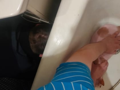 В Новосибирске спасли донского сфинкса с зеленым маникюром