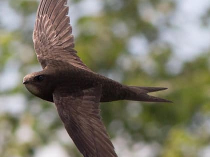 Чёрные стрижи  чуть раньше срока прилетели из Африки в Новосибирск