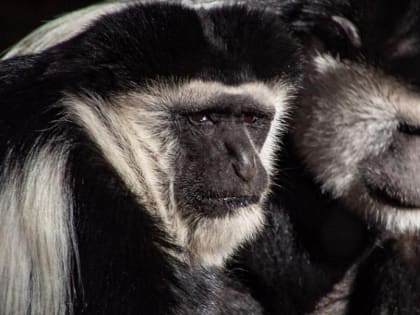 Четырёх искалеченных обезьянок отправили из Новосибирска в Таиланд