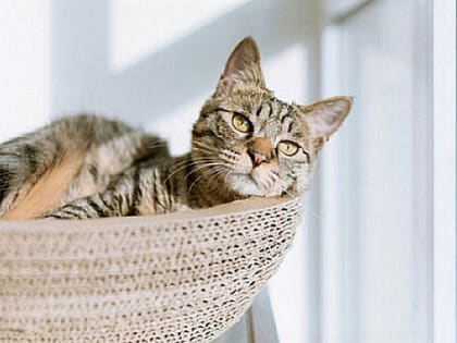 В Новосибирске резко потеплеет до +7 °С на рабочей неделе с 25 по 29 марта