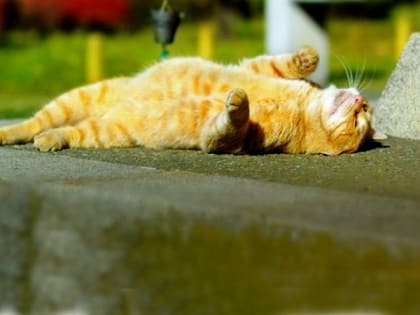 Новосибирцам обещают жару до плюс 25 градусов