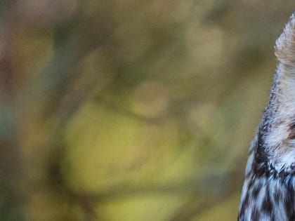 Новосибирцев попросили остерегаться незнакомцев с ручными совами