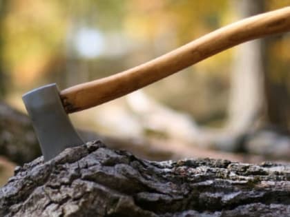 Черные лесорубы угомонились в Новосибирской области