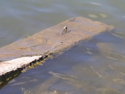 Десятилетняя девочка утонула в реке Бердь под Новосибирском