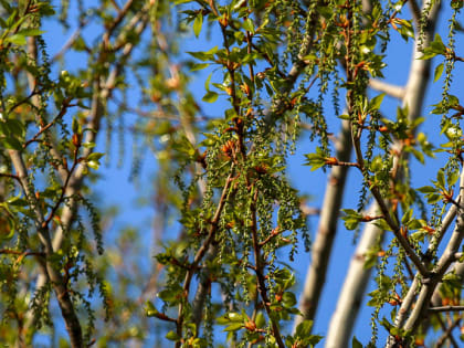 В Новосибирск идёт лето: 25 ярких фото с зеленью и первыми цветами