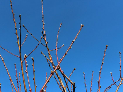 Сильный ветер ‒ к неурожаю: погода 19 апреля в Новосибирской области