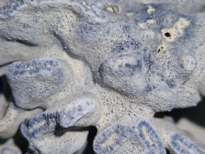 Огромный голубой коралл забрали у томского туриста в Толмачёво