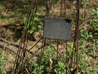 Бородавчатые берёзы и чёрные тополя вырубят в сквере «Героев Донбасса»