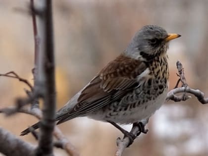 Погода в Новосибирске 29 апреля: кажется, дождик собирается