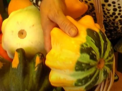 Похожими на арбуз патиссонами удивляет выставка урожая в Берёзовой роще