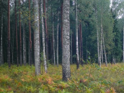 Новосибирская область потратит около 150 млн рублей на борьбу с лесными пожарами