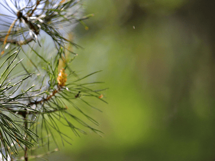 Застройщик намерен отстаивать право на рубку бора в Нижней Ельцовке