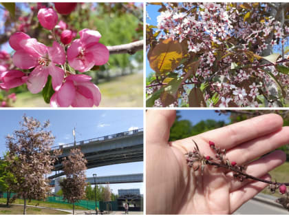 Больше половины розовых яблонь погибли на Михайловской набережной
