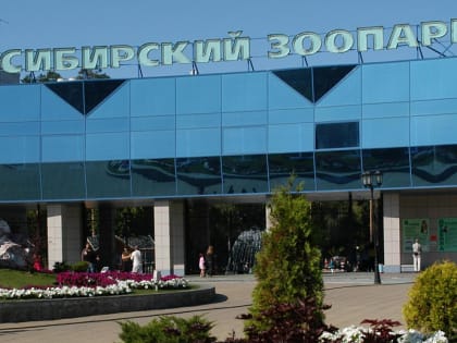 У единственной в России пары золотистых такинов родился малыш