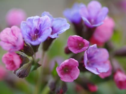 Кукушка кукует ‒ заморозков не будет: погода 8 мая в Новосибирской области