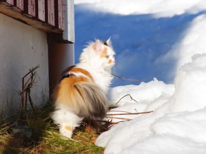 Солнце в полдень ‒ к урожаю: погода 15 марта в Новосибирской области