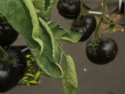Чёрные помидоры и картошку с фиолетовой мякотью выводят под Новосибирском
