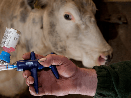 Профилактика ящура