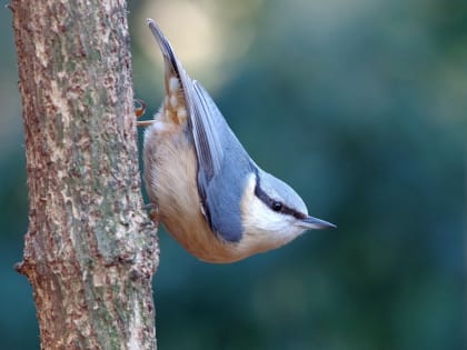 Орнитолог Янковский раскрыл причину гибели поползней в Новосибирске