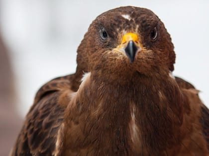 Посетителей Новосибирского зоопарка просят понаблюдать за птицами