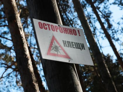 Клещи чаще кусают новосибирцев в Первомайском районе