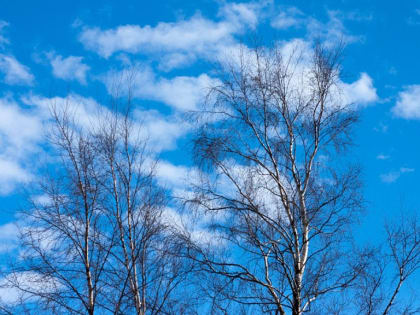 Ясный день ‒ к быстрой весне: погода 6 марта в Новосибирской области