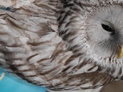 Раненных воронами сов спасают новосибирские волонтёры