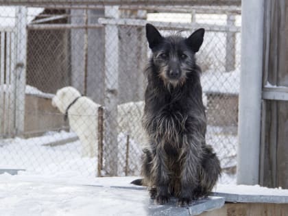 Мощности центра содержания животных в Новосибирске вдвое меньше потребностей
