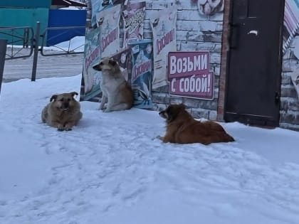 Стая из шести собак напала на мальчика в Первомайском районе Новосибирска