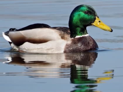 В Новосибирской области увеличили инвестиции в утиную ферму