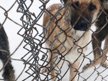 В Новосибирске стая собак бросилась на мальчика — тот нырнул в сугроб