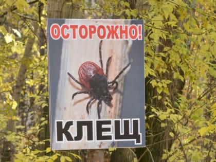 В Новосибирске за неделю более 500 человек пострадали от укусов клещей