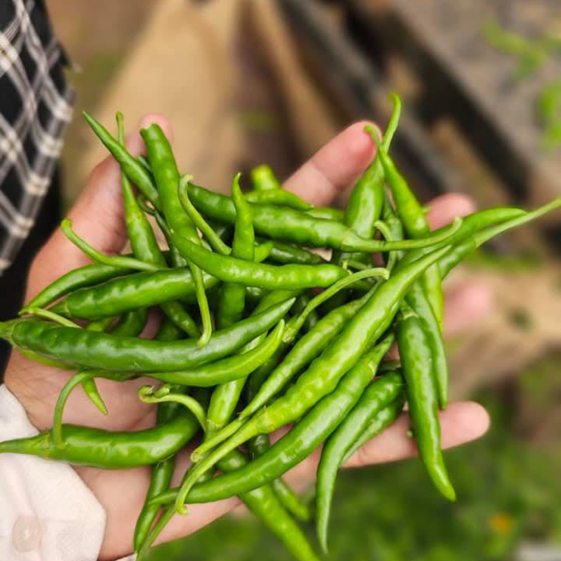 Fresh Green Chilli