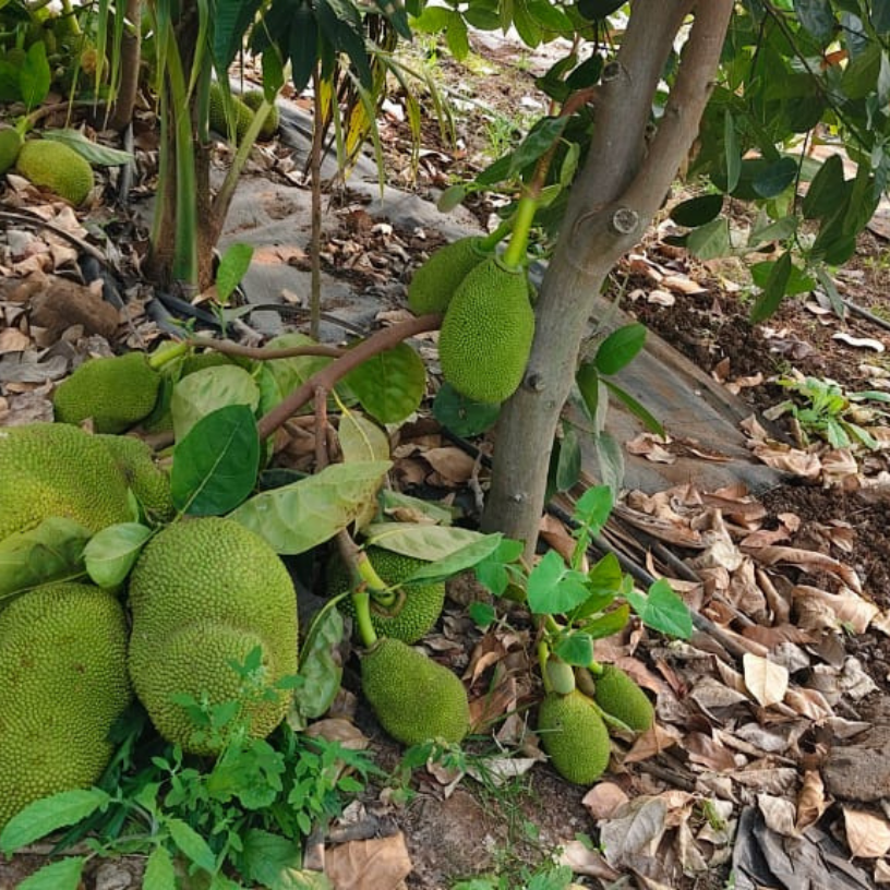 Fresh Jackfruit