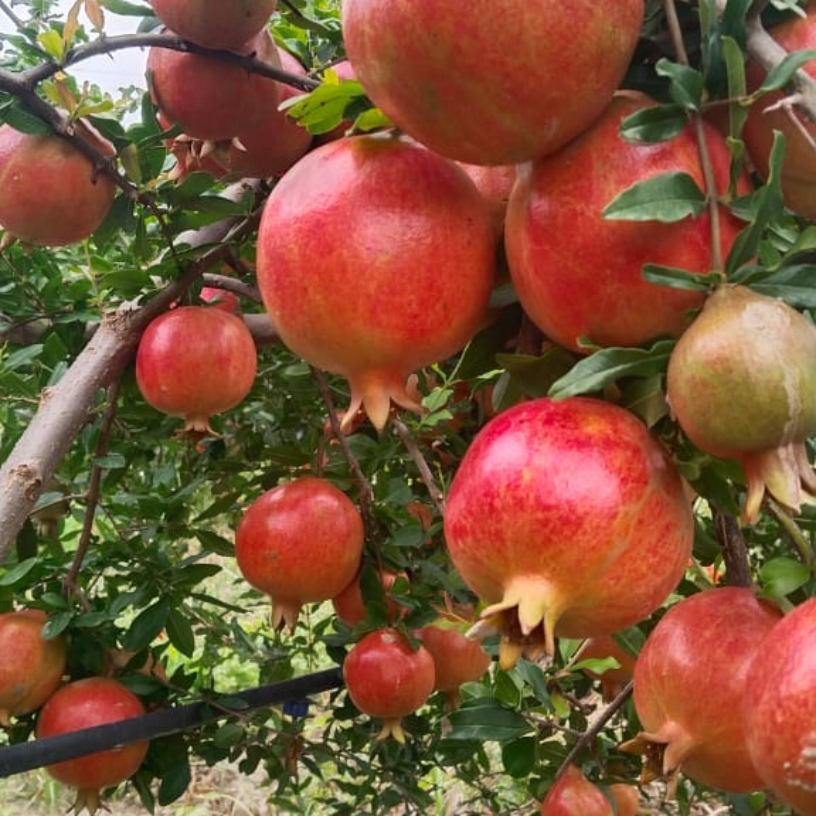 Pomegranate