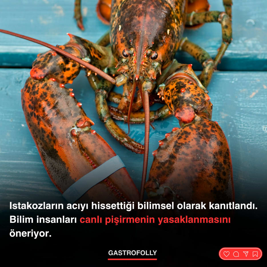 Ne düşünüyorsunuz?