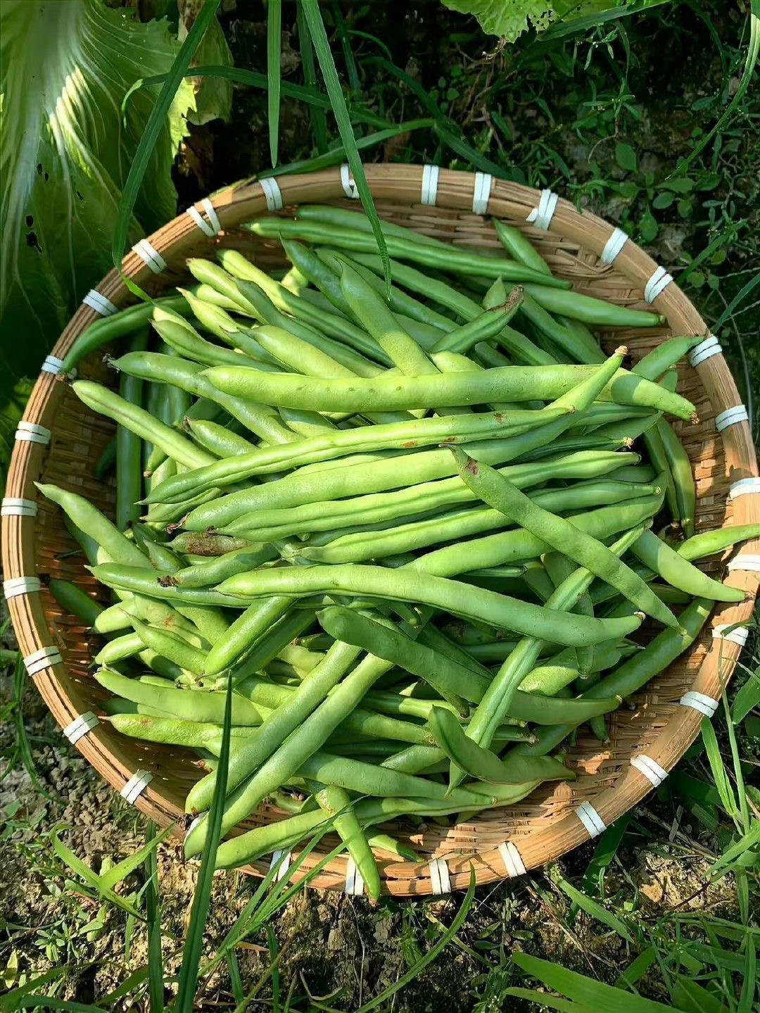 lobya